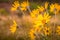 Arrowleaf balsamroot wild flower close up