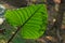 Arrowleaf elephant ear,tropical flowering plant