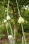 Arrows of garlic before blooming in the garden