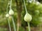 Arrows of garlic before blooming in the garden
