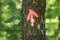 Arrows marking the hiking trail spring on a tree. Lithuania