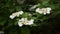 Arrowwood or viburnum bush blossoming in spring