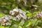 Arrowwood, Viburnum carlesii, clusters of pale pink flowers