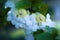 Arrowwood Viburnum flowers