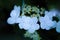 Arrowwood Viburnum flowers
