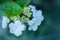 Arrowwood Viburnum flowers