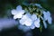 Arrowwood Viburnum flowers