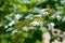 Arrowwood (Viburnum) flowers