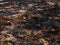 Arson burned dry grass background closeup photo