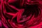 art abstract background of stunning deep red-purple rose . extreme macro