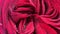 art abstract background of stunning deep red-purple rose . extreme macro