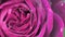 art abstract background of stunning deep red-purple rose . extreme macro