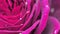 art abstract background of stunning deep red-purple rose . extreme macro