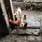 Art, art photo.Armenian village, chicken on the doorstep of the chicken coop. in Armenia. Positive environmental photo.