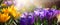 Art beautiful springtime floral background; blooming flower garden   in spring on sunny bokeh  background
