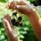 Art blackberry harvest in an orchard;  Womanâ€™s hand picking up berry on the background of fruit garden