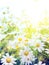 Art Bright summer flowers Natural background