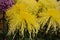 The art of chrysanthemum gardener