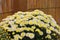 The art of chrysanthemum gardener