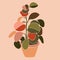 Art collage houseplant peperomia in a minimal trendy style. Silhouette of potted plant on a pink background. Vector