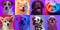 Art collage made of funny dogs different breeds and ferret on multicolored studio background in neon light. Concept of