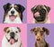 Art collage made of funny dogs different breeds on multicolored studio background.