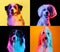 Art collage made of funny dogs different breeds on multicolored studio background in neon light. Concept of motion