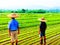 art color of farmer walking in rice field, thailand, watercolor style, AI Generated