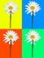 Art composition, daisy isolated in four colored background