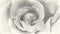 Art drawing black and white of rose flower