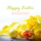 Art easter eggs and yellow spring flower on white background