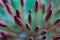 Art of flower background. Ixora Flower, Ixora coccinea
