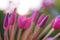 Art of flower background. Ixora Flower, Ixora coccinea