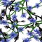 Art illustration with blue cornflower seamless. Spring floral background.