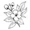 Art jasmine flower drawing, line art simple jasmine flower drawing, realistic jasmine flower pencil drawing