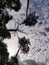 Art by nature - treetops of scotch pines high in the sky with fluffy clouds
