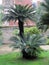 Art palm tree. Sardinia, Cagliari. Beauty of nature.