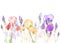 Art Pastel background with Beautiful iris flower