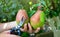 Art Pear harvest in an orchard; woman`s hand picking up pear fruits on the background of fruit garden