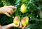 Art Pear harvest in an orchard; woman`s hand picking up pear fruits on the background of fruit garden fruit in woman`s hand