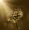 Art photo of dandelion seeds close up on natural blurred background. Summer. Monochrome photography. Sepia