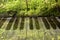 Art photo double exposure of piano keys and forest landscape with a lake