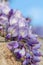 Art photography. Blossoming wisteria branch in an orchard. Artistic nature wallpaper