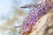 Art photography. Blossoming wisteria branch in an orchard. Artistic nature wallpaper