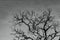Art picture of dead tree with branches. Death, sad, lament, hopeless, and despair background. Drought of the world from the global
