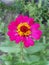 Art pink zinnia flower