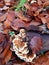 Art polypore mushrooms growing on deadwood surrounded by tan foliage