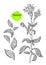 Art set of stevia. Vector organic food