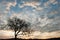 The art of shaping a tropical tree in winter season. Abstract dead tree. Fantastic clouds and sunrise sky backgrounds. Phukaew