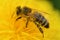 art shot of working bee at yellow flower- dandelion. extremly macro